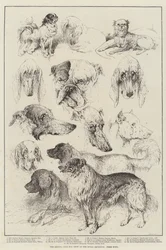 The Kennel Club Dog Show at the Royal Aquarium, Prize Dogs